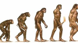 Timeline: ESPECIES GÉNERO HOMO