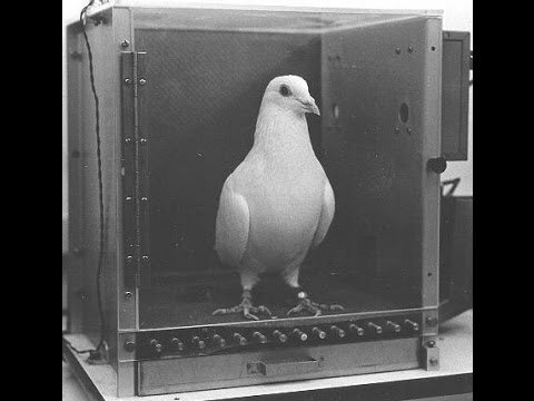 Experimento de la paloma