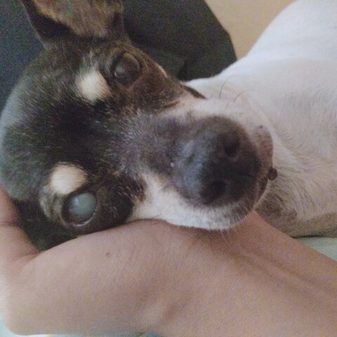 Tuve mi primer mascota