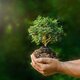 Cuales son las ramas de la ecologia y que estudia cada una 1397 600