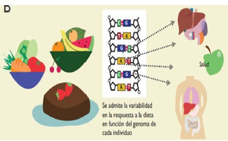 Interacción gen- nutrimento en cada etapa de la vida.