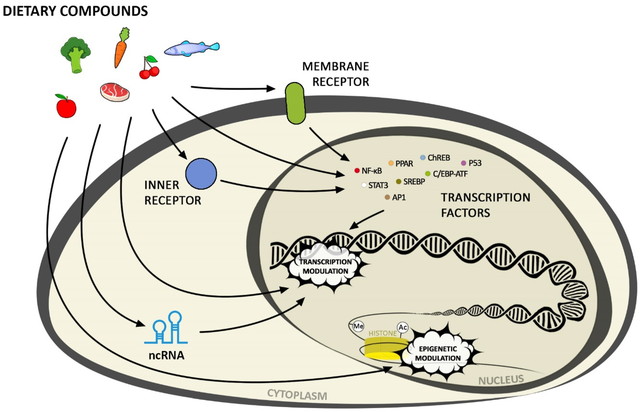 Influencia de los Componentes Bioactivos de la Dieta en la Regulación de la Expresión Génica.