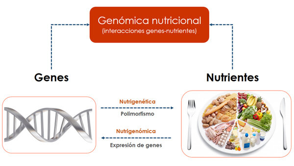 Desarrollo de la nutrigenómica.