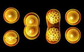 Reproducción Celular