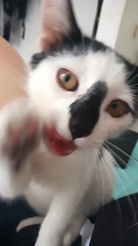 Adopté al amor de mi vida DANTE