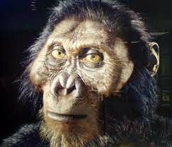 Paranthropus