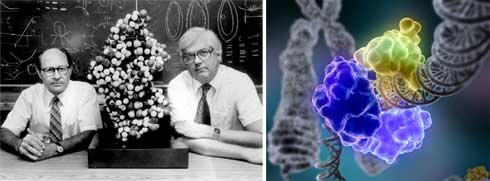 Enzimas de restricción