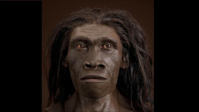 Homo erectus