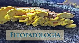 Timeline: Paralelismo entre la medicina y la fitopatología.