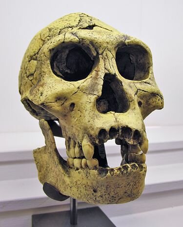 Homo georgicus