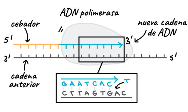 Descubrimiento del ADN polimerasa.