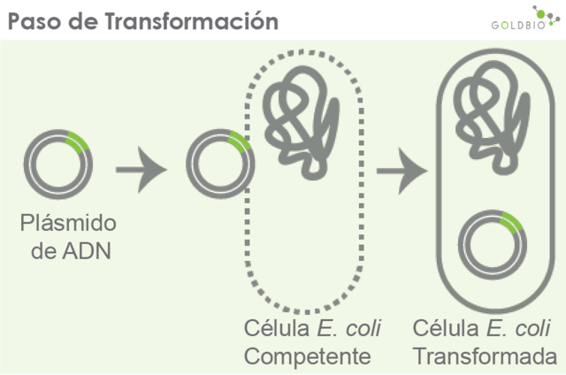 Transformación con E. coli.