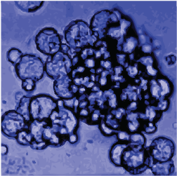 La teoría de las microesferas de proteinoides