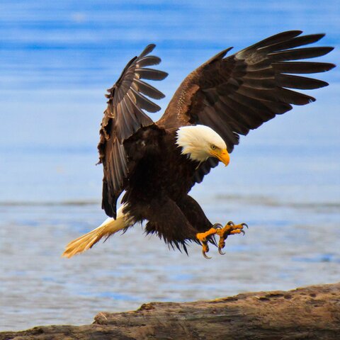 Bald Eagle Comes Back From The Brink Of Extinction