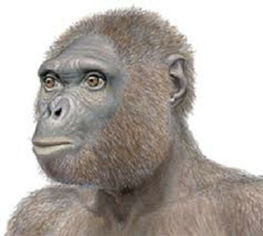 Ardipithecus ramidus