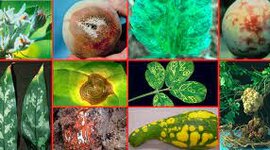 Timeline: Historia de la fito patología y Generalidades de la micro biología.Por: Leidy Carolina Herrera Gutiérrez