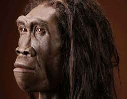 Homo Erectus
