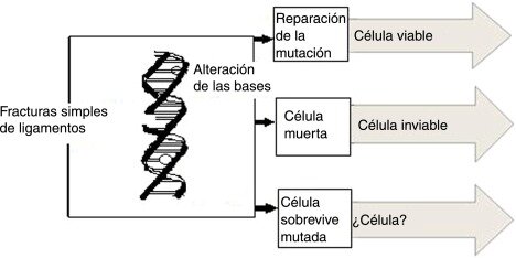Efectos Biologicos de la Radiacion en las celulas