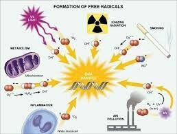 Efectos Biologicos de la Radiacion