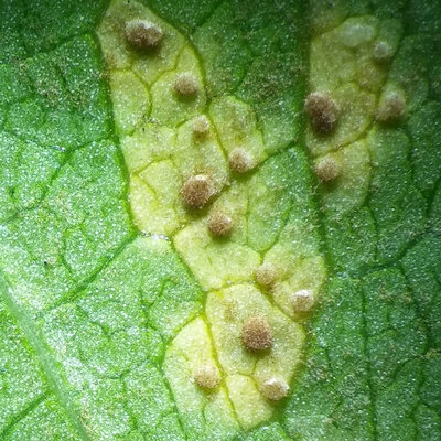 Timeline: Historia de los conceptos de causa y enfermedad: paralelismo entre la Medicina y la Fitopatología / Natalia Ortiz Ariza