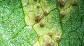 Timeline: Historia de los conceptos de causa y enfermedad: paralelismo entre la Medicina y la Fitopatología / Natalia Ortiz Ariza