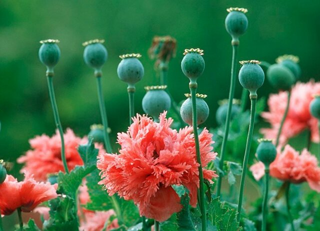 LA ENFERMEDAD Y LA RELIGIÓN