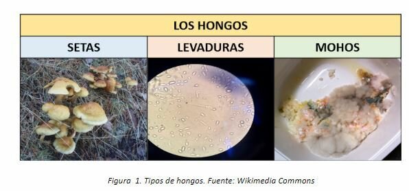 LA ENFERMEDAD Y LA SUPERSTICIÓN 2