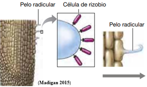 LA ENFERMEDAD Y LA RELIGIÓN 3