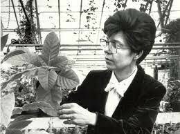 Primera planta transgénica