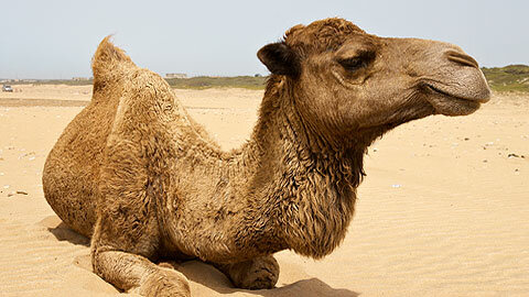 Síndrome respiratorio de Oriente Medio (MERS)