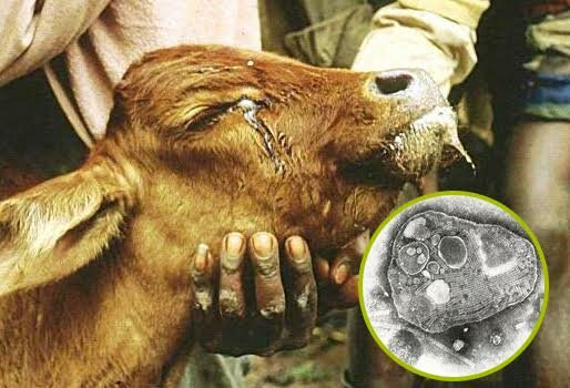 Programa Mundial de Erradicación de la Peste Bovina