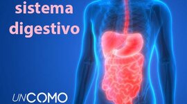 Timeline: Evoulució del sistema digestiu
