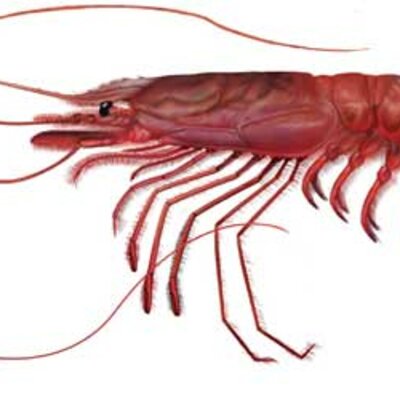 Timeline: La linea del tiempo