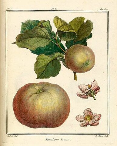 1728 TEORIA  DEL  GERMEN O MICROBIANA SIN  PASTEUR Y KOCH