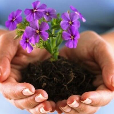 Timeline: Цикл жизни цветка