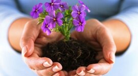 Timeline: Цикл жизни цветка