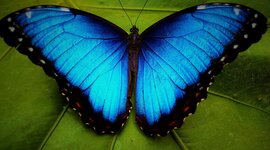 Timeline: Цикл жизни бабочки