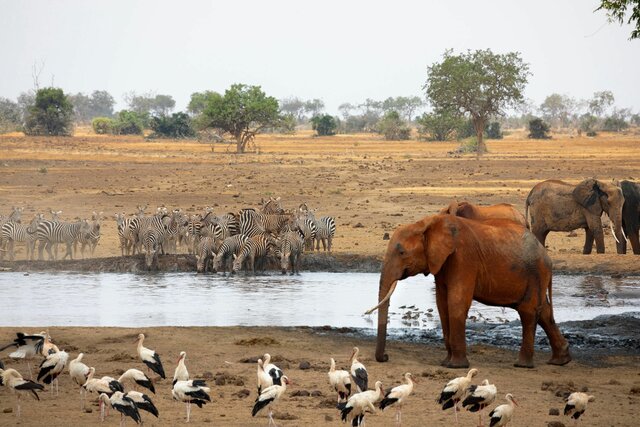 The term ecology is coined in German as Oekologie by Ernst Heinrich Philipp August Haeckel