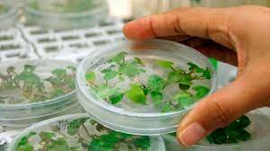 CULTIVO DE TEJIDOS VEGETALES