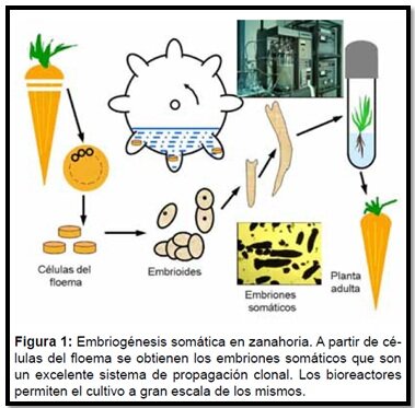 AVANCES EN LA INGENIERÍA GENÉTICA
