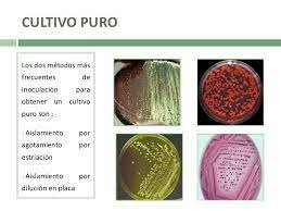 TÉCNICAS DE MICROORGANISMOS EN CULTIVOS PUROS