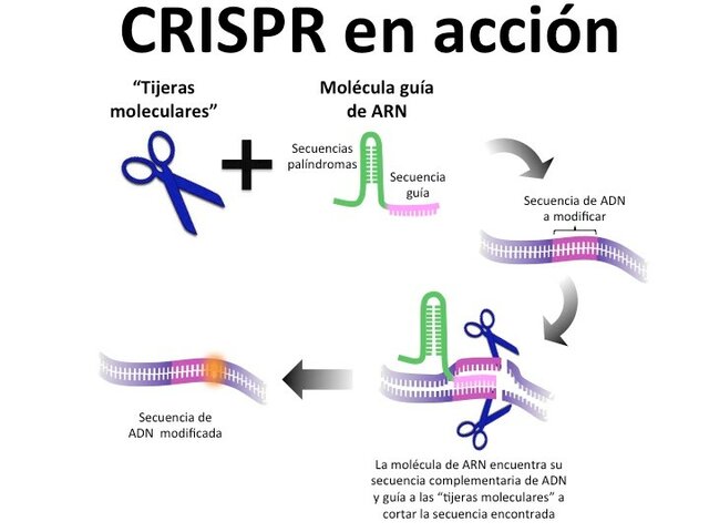 Francisco Mojica. Técnica de edición genética CRISPR