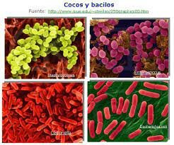 PROTOZOOS, BACTERIAS Y VIRUS