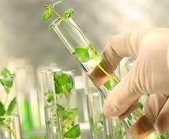 CULTIVO DE TEJIDOS VEGETALES