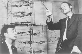 Francis C. Crick (U.K.) y James D. Watson (U.S.)