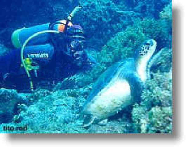 concepto de "ecologia"