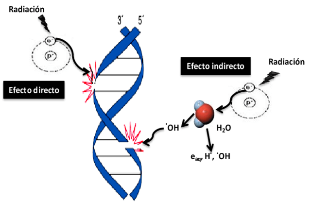 Efectos Biologicos de la Radiacion