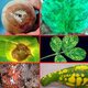 Imagen de fitopatologia