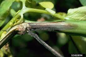 Brote Tizón Tardío