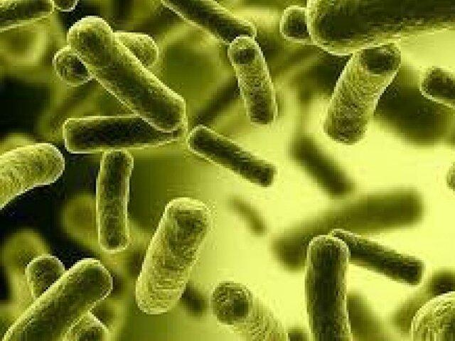 Descubrimiento de microorganísmos